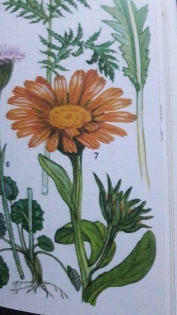 Lo calendula