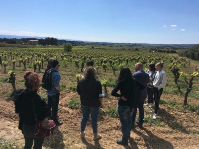 Guardar las particularitats deu vin deu Menerbés !